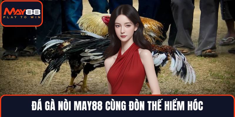Đá gà nòi MAY88 cùng đòn thế hiểm hóc