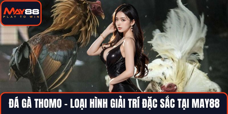 Đá gà Thomo