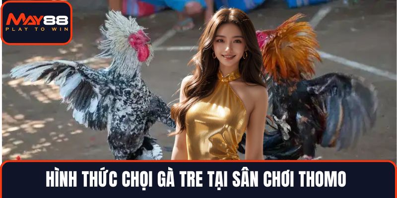 Hình thức chọi gà tre tại sân chơi Thomo 