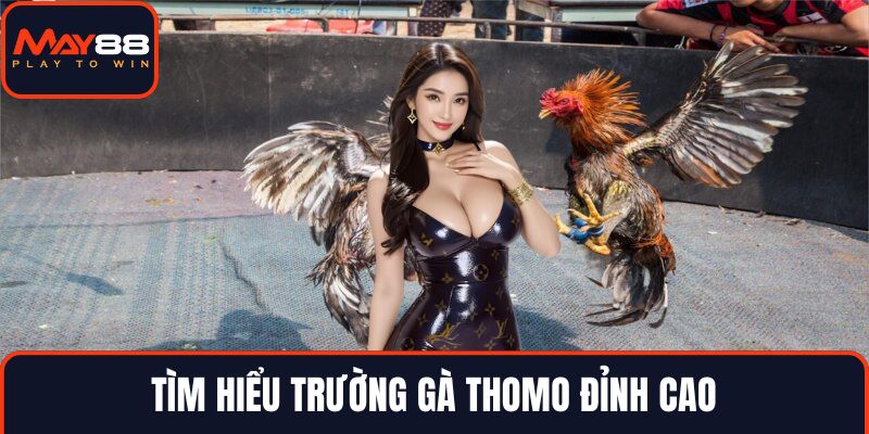 Tìm hiểu trường gà Thomo đỉnh cao