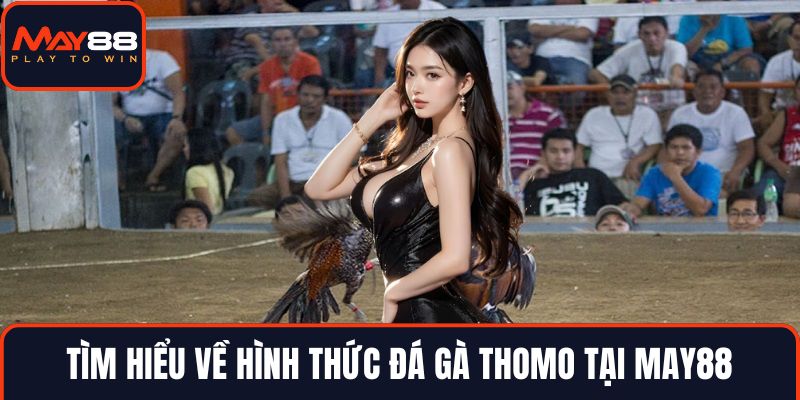 Tìm hiểu về hình thức đá gà Thomo tại MAY88